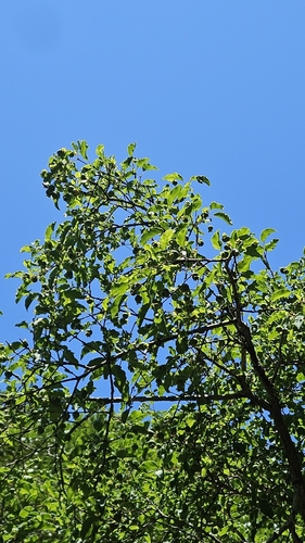 Foto de Guabiroba