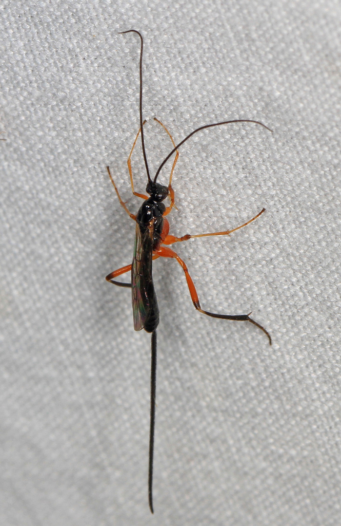 Macrocentrus marginator