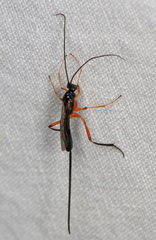 Macrocentrus aegeriae