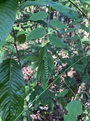 Polyura hebe plautus