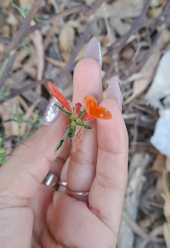 Uruguayan Firecracker Plant