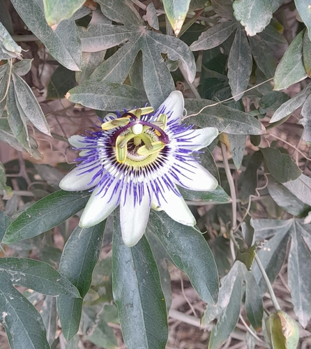 Bluecrown passionflower