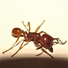 Labidus