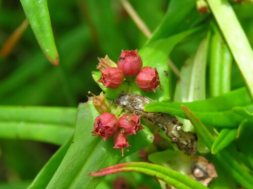 Valley Redstem (Ammannia coccinea)