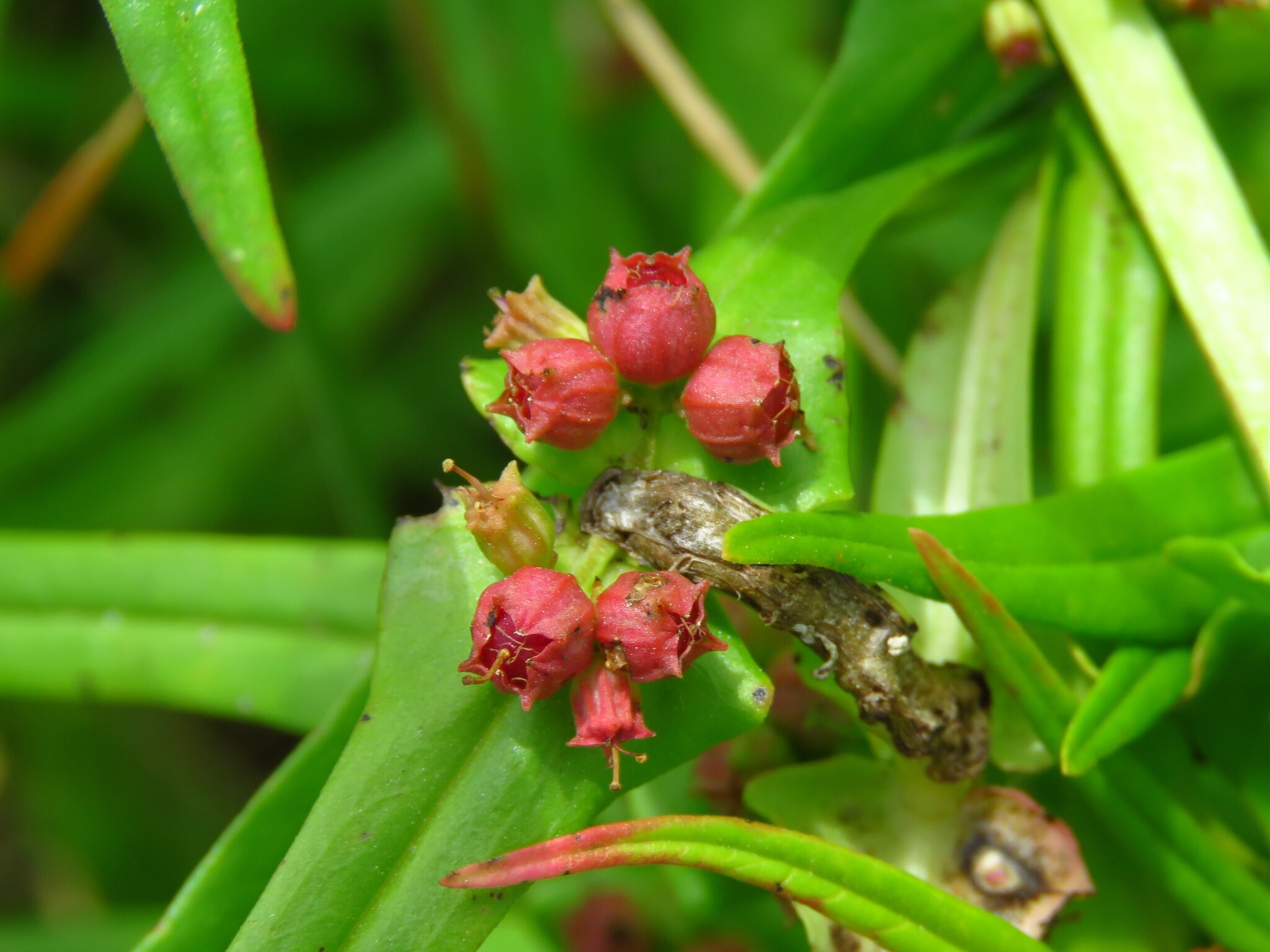 Valley Redstem (Ammannia coccinea)