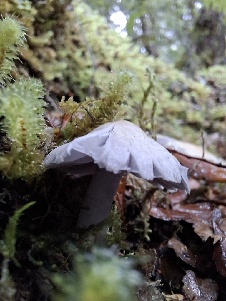 Porpolomopsis lewelliniae · January 2026 · photo: © tassietravelsblog (iNaturalist, cc0)