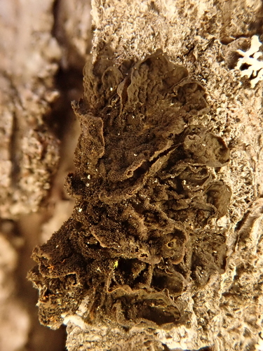 iNaturalist observation photo of Effervescent Tarpaper Lichen
