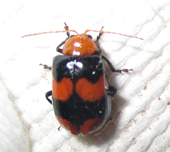 Sonchia sternalis