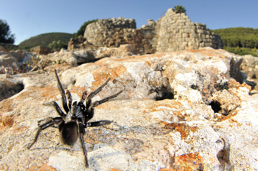 Nuragic Spider