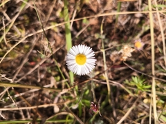 Erigeron pubescens