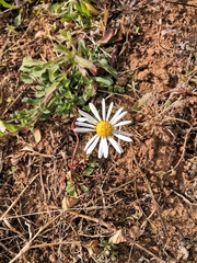 Erigeron pubescens