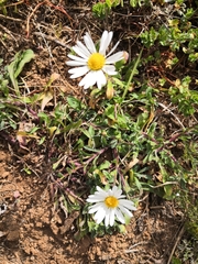 Erigeron pubescens