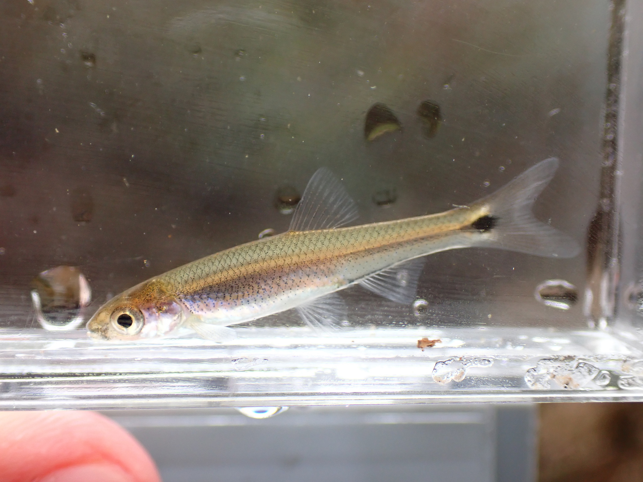 Mobile Blacktail Shiner photo 5