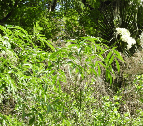 Sambucus image