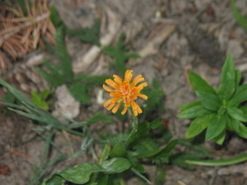 orange agoseris (Agoseris aurantiaca)