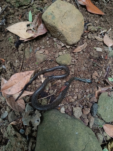 Xenochrophis trianguligerus