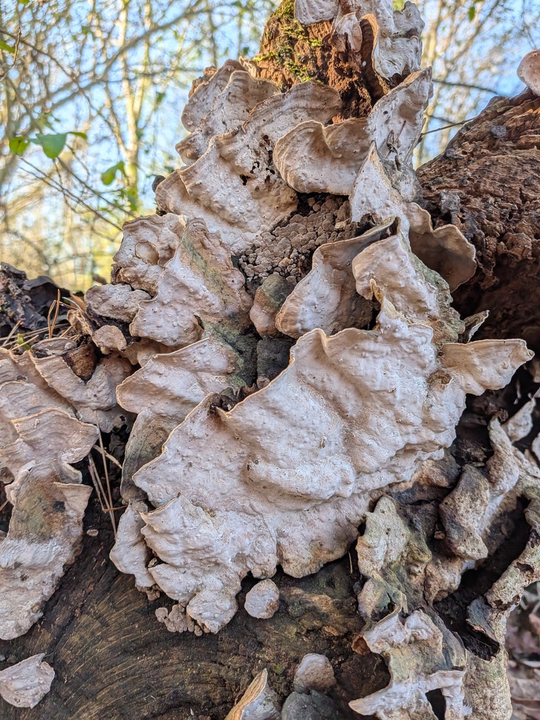 Xylobolus subpileatus · January 2026 · photo: © kzoebel (iNaturalist, cc0)