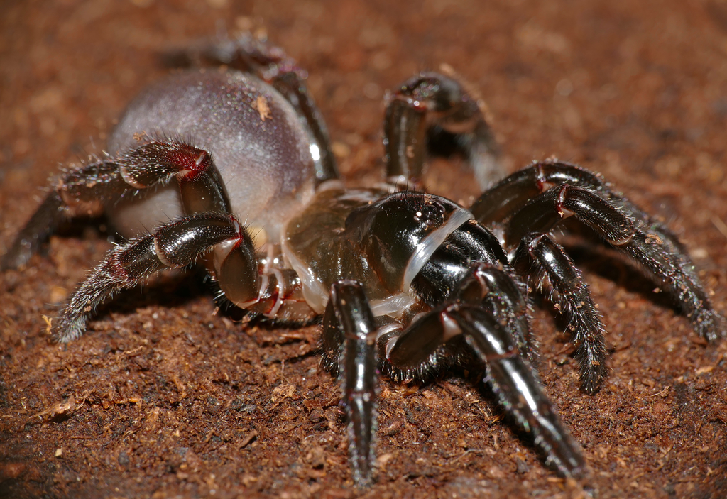 Corsican trapdoor spider