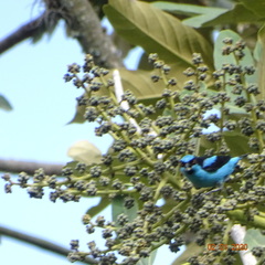 Dacnis hartlaubi