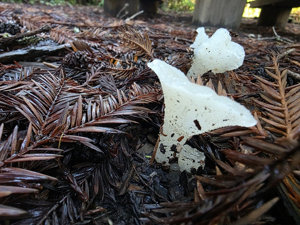 Pseudohydnum gelatinosum · January 2026 · photo: © sqshemet (iNaturalist, cc-by)