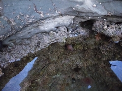 Parablennius laticlavius