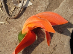 Erythrina