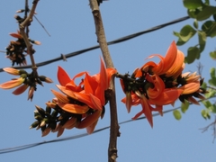 Erythrina