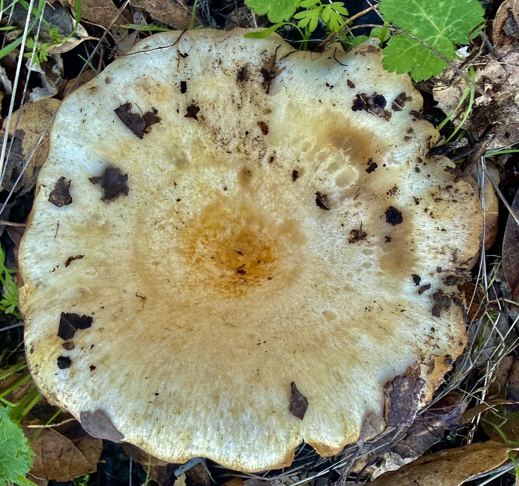 Lactarius alnicola · January 2026 · photo: © hllrnnr (iNaturalist, cc0)