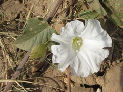 Operculina turpethum