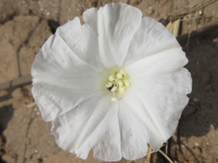 Operculina turpethum