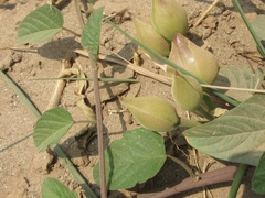 Operculina turpethum