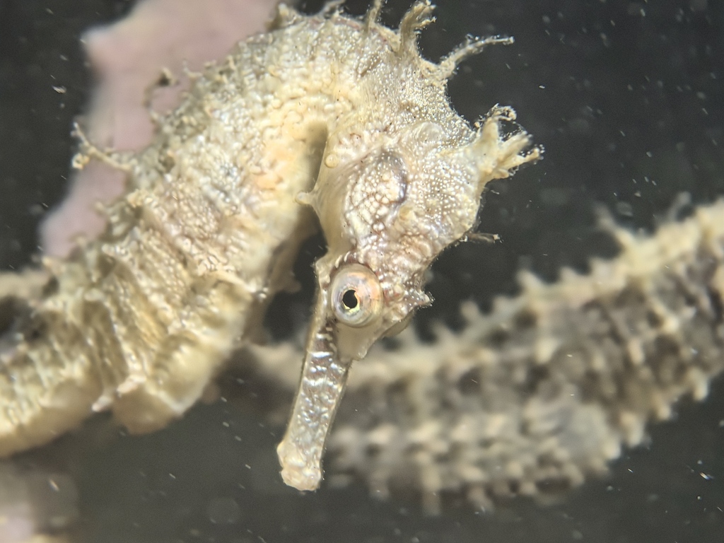 Common sea-horse (Hippocampus whitei) — Syngnathidae