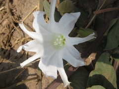 Operculina turpethum