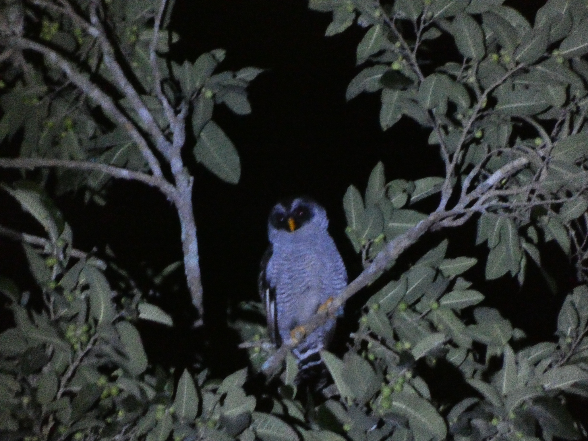 Black-and-white Owl (Strix nigrolineata), photo 2