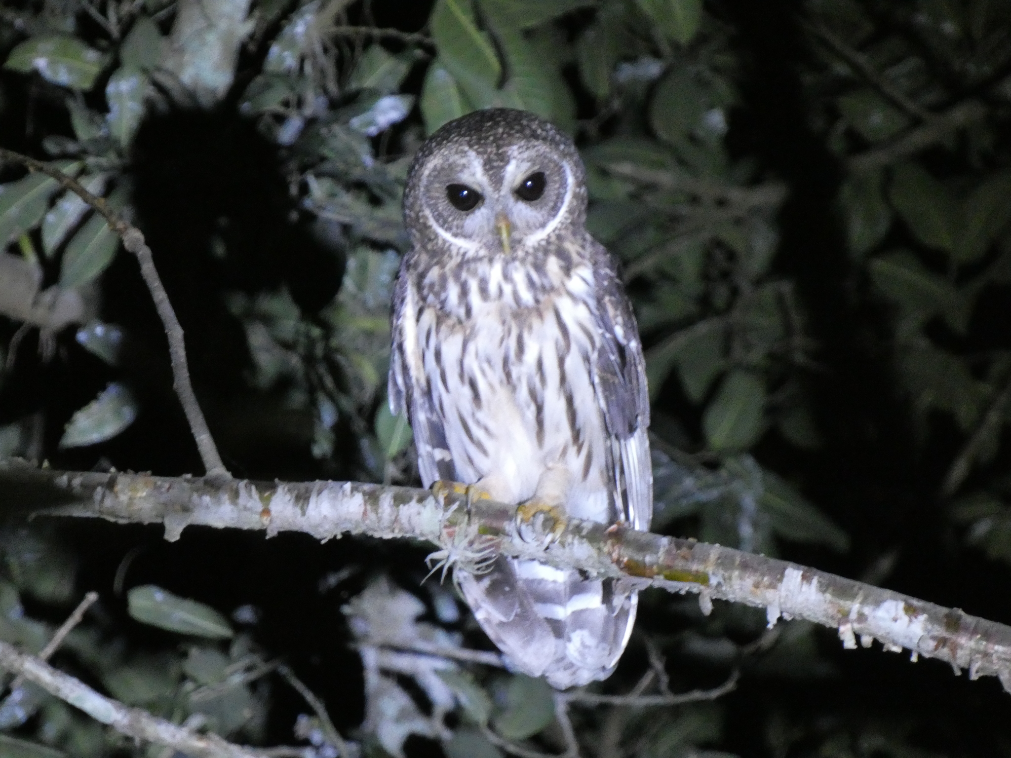 Mottled Owl (Strix virgata), photo 1