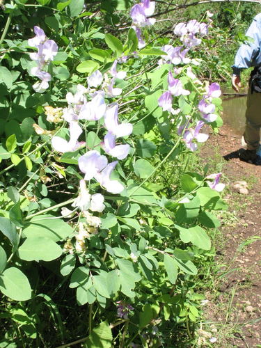 Fewflower Pea (Lathyrus pauciflorus)