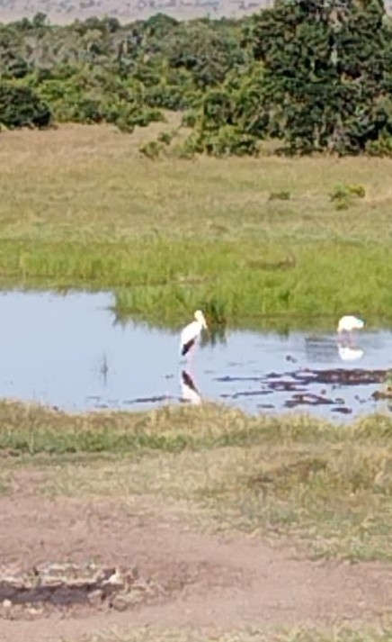 Yellow-billed Stork (Mycteria ibis), photo 5