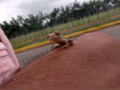 Trachycephalus vermiculatus