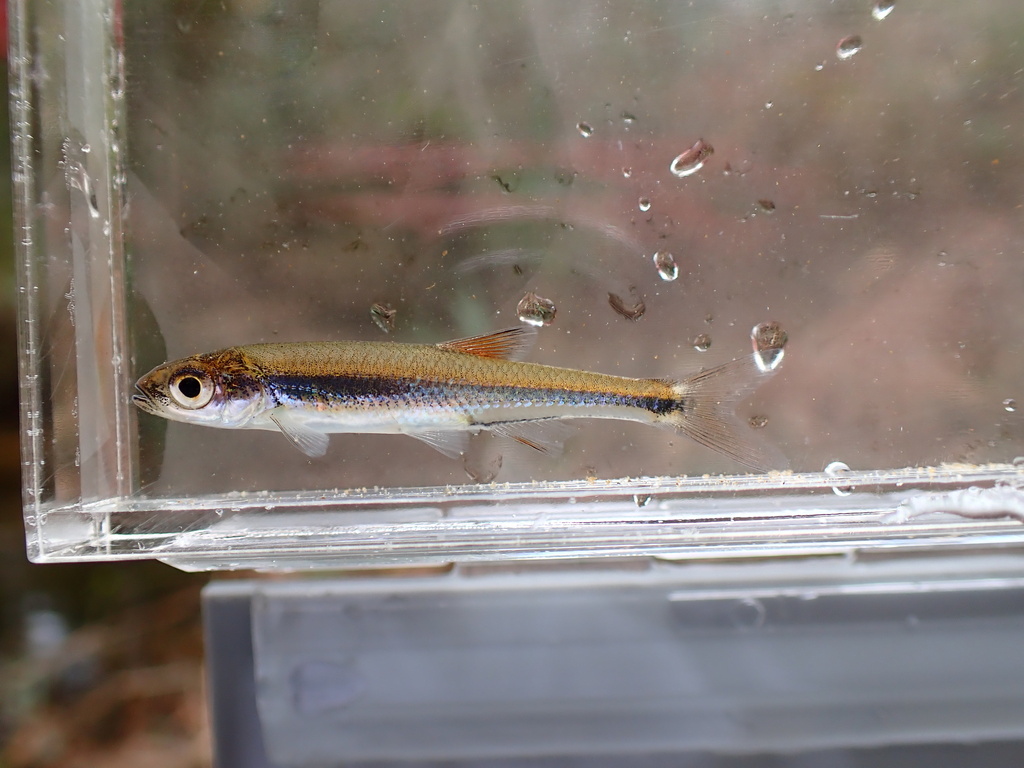 Cherryfin shiner (Lythrurus roseipinnis) — Cyprinidae