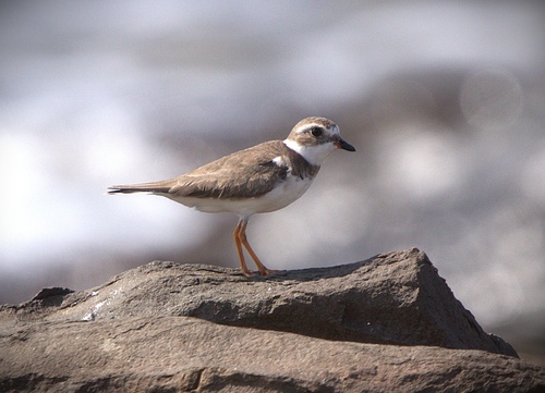Semipalmated Plover (Charadrius semipalmatus)