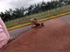 Trachycephalus vermiculatus