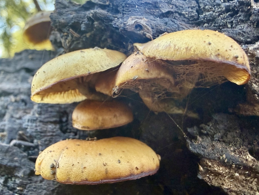 Galerina marginata · January 2026 · photo: © hllrnnr (iNaturalist, cc0)