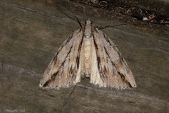 Pseudocoremia lupinata