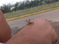 Trachycephalus vermiculatus