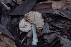 Pluteus phaeocyanopus