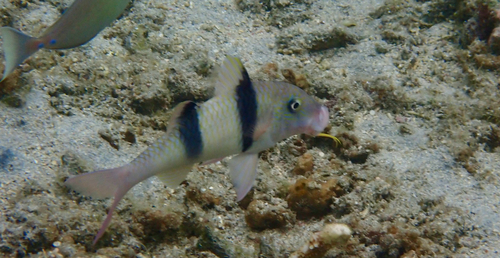 Doublebar goatfish (Parupeneus trifasciatus) — Mullidae