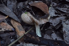 Pluteus phaeocyanopus