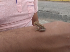 Trachycephalus vermiculatus