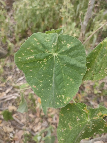 Asian Indian-Mallow (Abutilon auritum)
