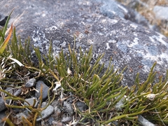 Carmichaelia uniflora